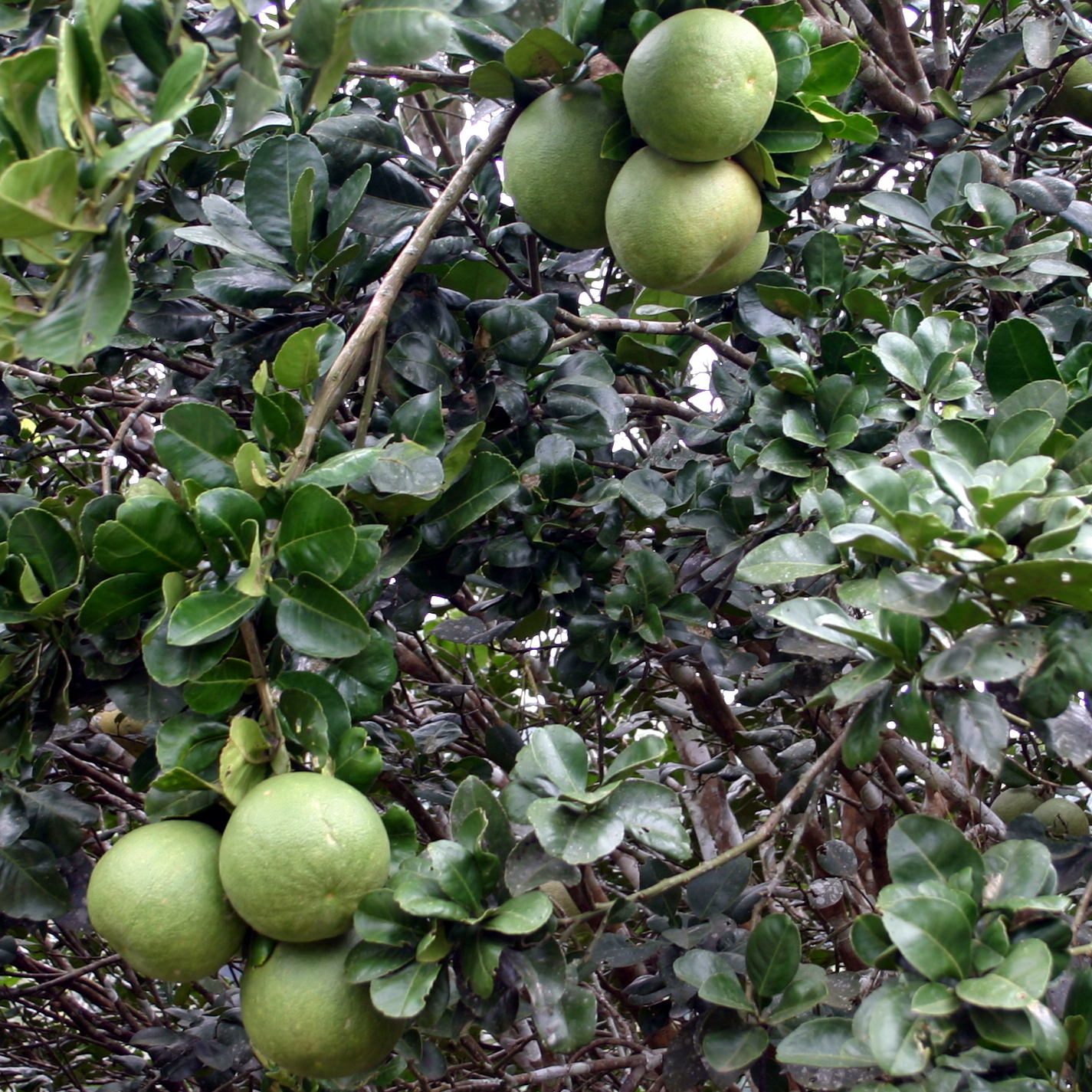 Pomelo on trees